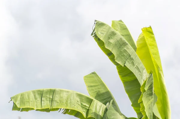 Hoja de árbol de plátano con fondo de cielo azul . — Foto de Stock