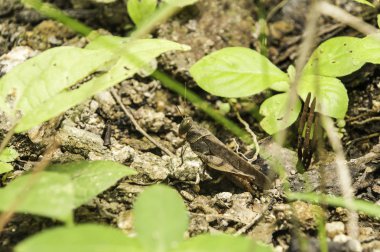 Yağmur ormanı understory çekirge