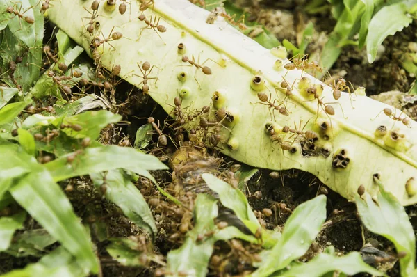 Birlikte çalışan karınca.