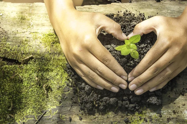 Hände formen eine Herzform um einen wachsenden Baum. — Stockfoto