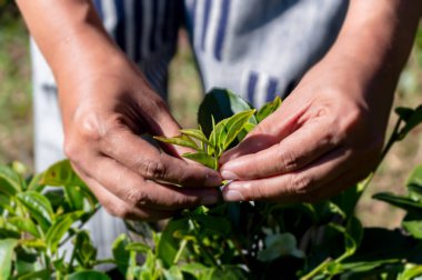 Shui fong, Tayland 'daki Yeşil çay tarlasında duran kadın tepe çiftçisi.