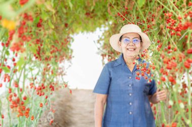 Serada domates yetiştirmekle ilgilenen kıdemli çiftçi..