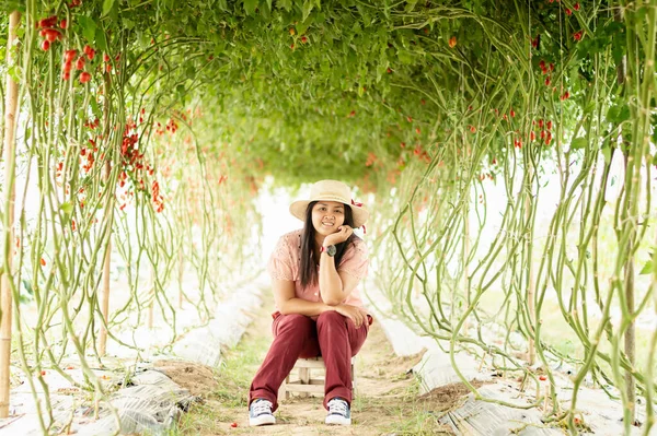 Genç Bir Kadın Domatesli Bir Serada Hasat Yapıyor Bahçesinde Eğleniyor — Stok fotoğraf