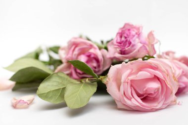 Beyaz arka planda solmuş güller.