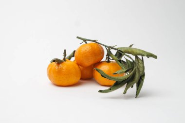 Bir dalda parlak küçük mandalina