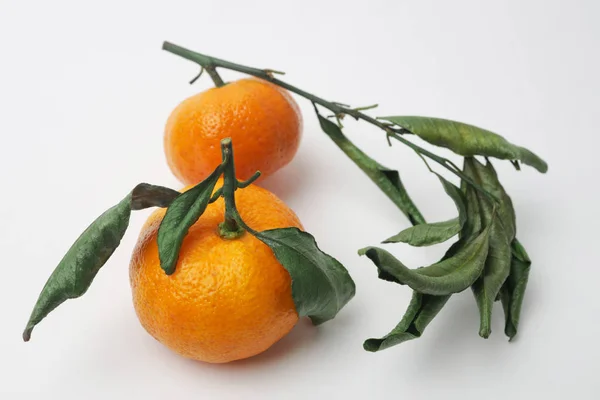 Bir dalda parlak küçük mandalina