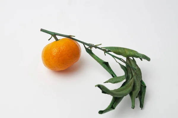 Bir dalda parlak küçük mandalina