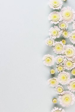 Beyaz papatya çiçekleri açık arkaplan manzaralı. Bir demet bahar çiçeği mavi bir masanın üzerinde sıraya dizilmişti.