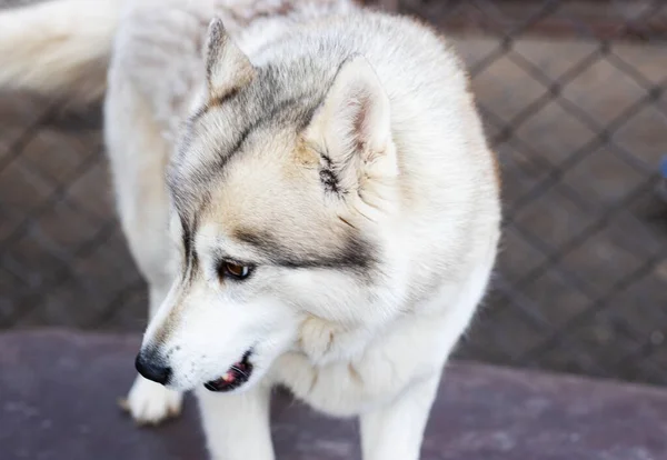 Braunäugige Sibirische Husky Hellgrau Farbe Nahaufnahme Sportfreund Eines Mannes Mit — Stockfoto