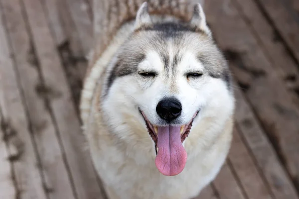 Kahverengi Gözlü Sibirya Kurt Köpeği Açık Gri Yakın Plan Uzun — Stok fotoğraf