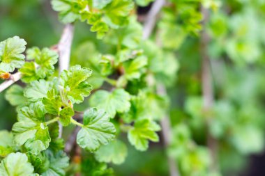 İlk bahar yeşil bektaşi üzümü yaprakları. Çalı fideleri ekime hazır..