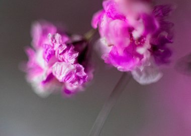 Güzel bahar mor çiçekleri yakın çekim makro fotoğrafçılık. Açan çiçeklerin mor tomurcukları