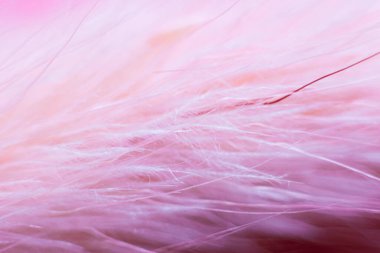 Arka plan için villi yakın bir pembe kuş tüyü yapısı. Bir hayvanın makrofotoğrafçılığı