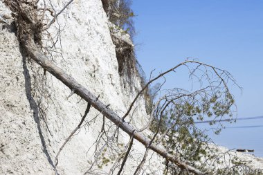 Büyük bir nehrin dik kayalık kıyısında devrilmiş bir ağaç. Sahilde beyaz taşlar var.