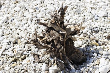 Nehrin taşlı kıyısındaki kuru ağaç kökü. Büyük buruşuk ağaç köklü beyaz çakıl taşları.