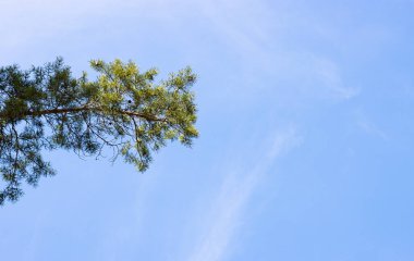 Mavi gökyüzüne karşı kocaman yeşil bir çam ağacı. Evergreen manzara bahçesi. Tasarım için doğa kavramı, metin için yer