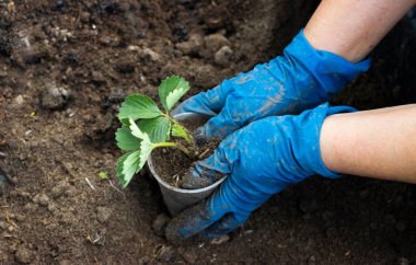 Mavi eldivenli eller plastik bardağa çilek koyar. Toprağa taze çilek tohumu ekiyorum.