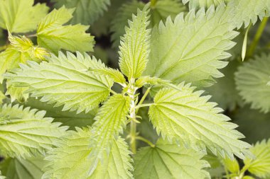 Büyük yaprakları olan yeşil ısırgan otu, üst manzara. Isırgan otlarının ılık yeşil arkaplanı