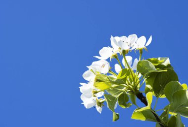 Mavi arka planda yeşil yaprakları olan güzel beyaz elma çiçeği. İlkbahar elma çiçeği dönemi. Pembe çiçekli dal