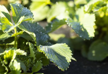 Yeşil çilek yapraklarının üzerinde şeffaf sabah çiği damlaları. Yaprak uçlarındaki çiy damlaları. Yaz sabahı