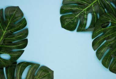 Pembe arka planda tropik palmiye yaprakları. Asgari yaz konsepti. Düz yatıyordu. Egzotik tropikal arkaplan