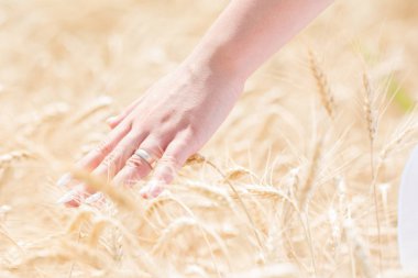 buğday alanında el