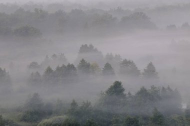 Sisin içindeki orman