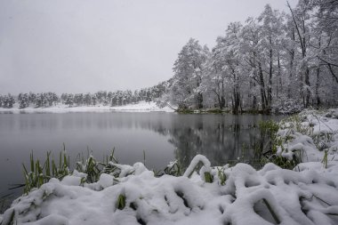 Kar ve ağaçlar göl kıyısında