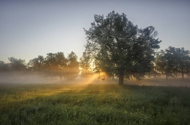 yeşil ağaç ve çimen
