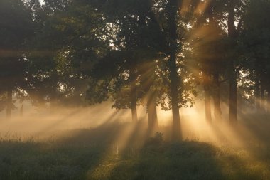 Sis ve güneş ışığında yeşil ağaçlar