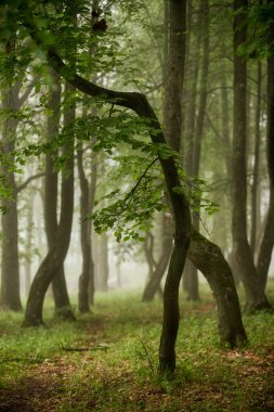 Siste yeşil ağaçlar