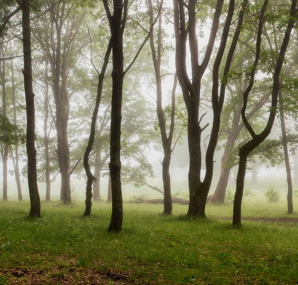 Arbres Verts Dans Brouillard — Photo