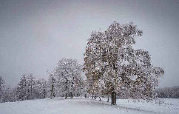 Trees Snow — Stock Photo, Image