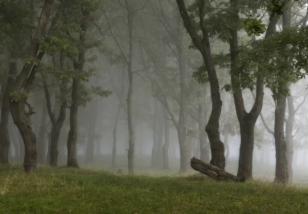 Árboles Verdes Niebla — Foto de Stock