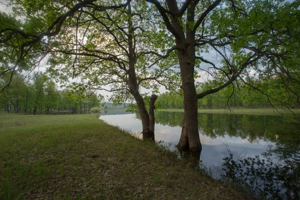 Зелені Дерева Річка — стокове фото