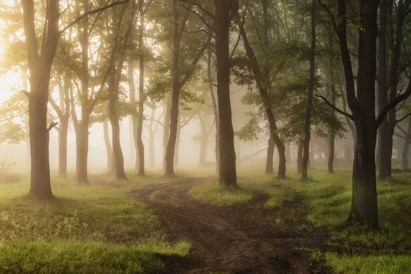 Árvores Verdes Nevoeiro — Fotografia de Stock