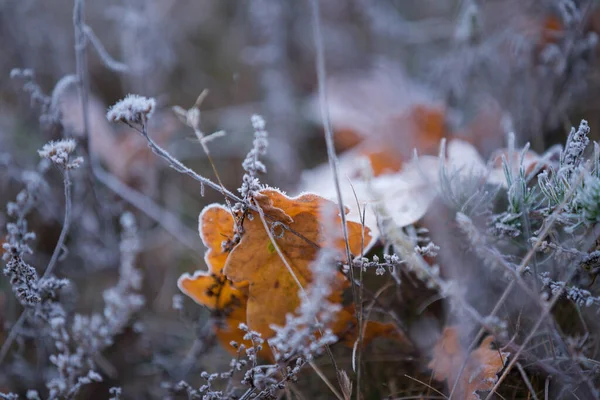 Dry Grass Oak Leaves — Stock Photo, Image