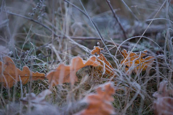 Erba Secca Foglie Quercia — Foto Stock