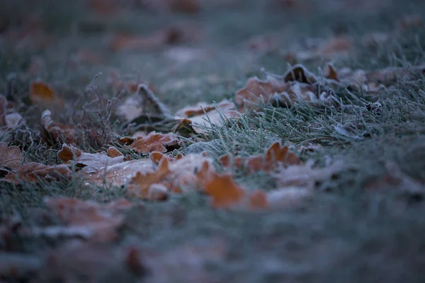 Herbstblätter Und Gras — Stockfoto