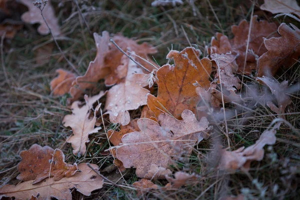 Autumn Leaves Grass — Stock Photo, Image