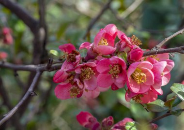 İlk bahar çiçeklerinin güzel çiçekleri.