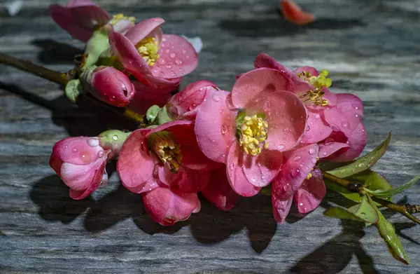 Bahar Çiçeklerinin Güzel Çiçekleri — Stok fotoğraf