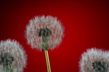 Bahçe ağaçlarının ve çiçeklerin uyanışı. İlk bahar çiçekleri.