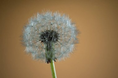 Bahçe ağaçlarının ve çiçeklerin uyanışı. İlk bahar çiçekleri.