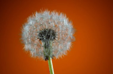 Bahçe ağaçlarının ve çiçeklerin uyanışı. İlk bahar çiçekleri.