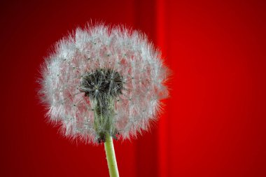 Bahçe ağaçlarının ve çiçeklerin uyanışı. İlk bahar çiçekleri.