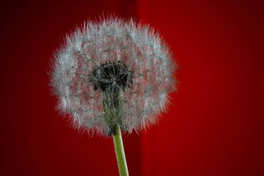 Bahçe ağaçlarının ve çiçeklerin uyanışı. İlk bahar çiçekleri.