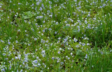 Bahçe ağaçlarının ve çiçeklerin uyanışı. İlk bahar çiçekleri.