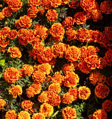 Bahçe ağaçlarının ve çiçeklerin uyanışı. İlk bahar çiçekleri.