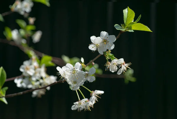 Bahçe Ağaçlarının Çiçeklerin Uyanışı Bahar Çiçekleri — Stok fotoğraf